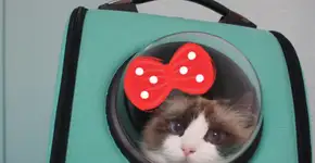 Foto: (Imagem sem texto alternativo disponivel ID [1005707])