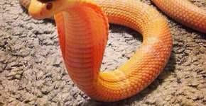 Foto: (Imagem sem texto alternativo disponivel ID [988461])