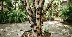 Foto: (Imagem sem texto alternativo disponivel ID [2747580])