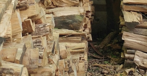 Desafio: você consegue encontrar o gato nesta imagem?