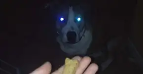 Confira dez coisas que cães conseguem enxergar e os humanos não