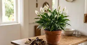 Seu lírio-da-paz não floresce mais? Este resíduo de cozinha pode cobri-lo de flores repetidas vezes.