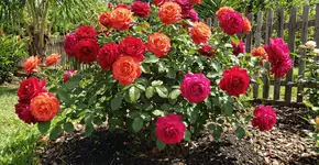 Foto: (Imagem sem texto alternativo disponivel ID [2741162])