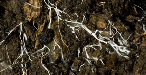 Foto: (Imagem sem texto alternativo disponivel ID [1894791])