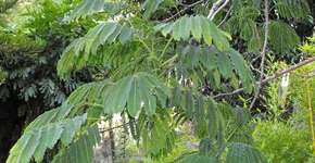 Planta brasileira pode ser eficaz contra o câncer de mama