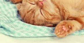 Estudo revela o significado das expressões dos gatos