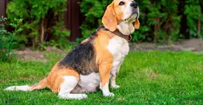 Gestação de cadela: entenda cada etapa e os cuidados necessários