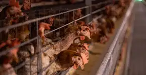 Após RS, Brasil suspeita de novos casos de gripe aviária em outros cinco estados