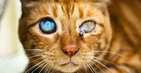 Esta fotógrafa captura imagens de gatos cegos para serem adotados