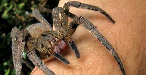 Toxina de veneno de aranha poderá substituir remédios para difusão sexual