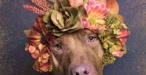 Foto: (Imagem sem texto alternativo disponivel ID [1866717])