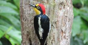 Fauna brasileira em quadros