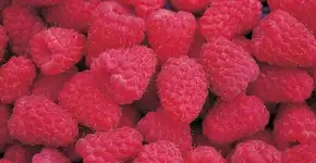 7 alimentos que ajudam a prevenir o câncer de mama