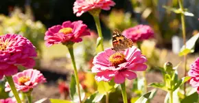 Foto: (Imagem sem texto alternativo disponivel ID [2672445])