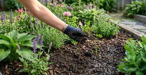 As melhores maneiras de eliminar ervas daninhas do jardim de forma rápida e fácil