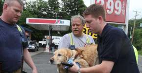 Cão-guia se joga em frente a ônibus para salvar dona cega
