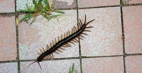 Foto: (Getty Images)