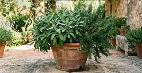 Vamos plantar essas ervas perto do alecrim e nos surpreender com o resultado