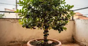 Foto: (Imagem sem texto alternativo disponivel ID [2718904])