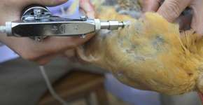 EUA desenvolvem vacina 100% eficaz contra gripe aviária