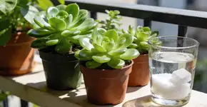 Foto: (Imagem sem texto alternativo disponivel ID [2682647])