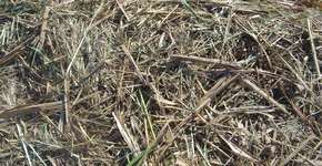 Foto: (Imagem sem texto alternativo disponivel ID [406948])