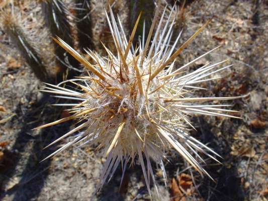 Flor do Mandacaru - por Renato Prado