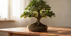 Foto: (Imagem sem texto alternativo disponivel ID [2708278])