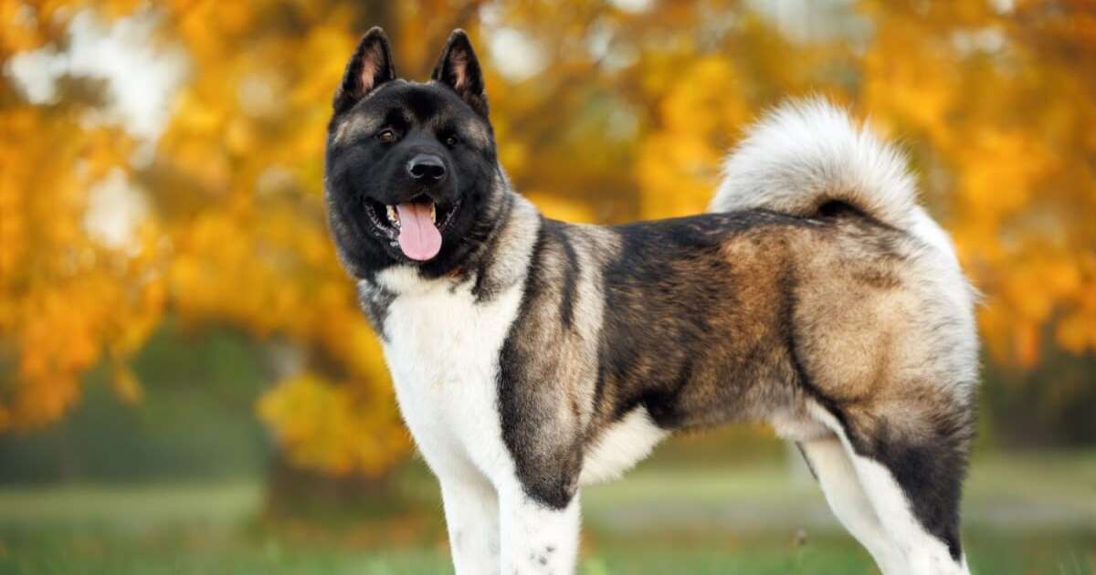 Akita americano: conheça as características do cachorro dessa raça