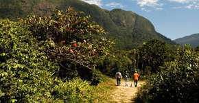 Foto: (Adriano Gambarini/Caminho da Mata Atlântica)