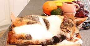 Foto: (Imagem sem texto alternativo disponivel ID [835254])