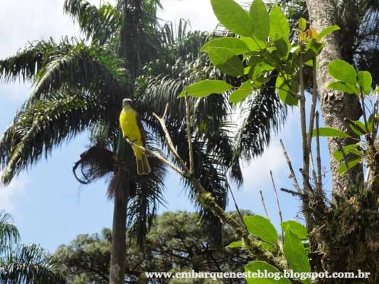 (Foto: Simone Silva)