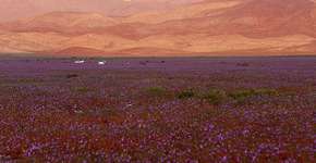 Veja o que acontece quando chove no deserto mais seco do mundo