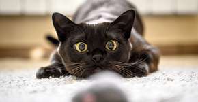 O que os olhos do seu gato dizem sobre as emoções dele