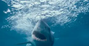 Discovery Channel tem oportunidades no Brasil e no exterior