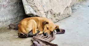 Projeto de lei proíbe alimentar animais abandonados em Petrolina