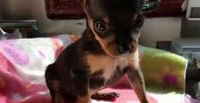 Cão mutilado para ser vendido como fêmea recebe ajuda na web