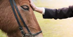 Estudo revela que cavalos podem decifrar expressões faciais