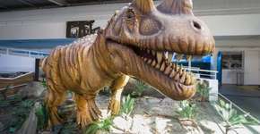 Foto: (Foto: Alex Cavanha)