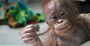 Foto: (Imagem sem texto alternativo disponivel ID [1025970])