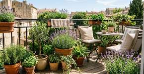 9 plantas de exterior que prosperam em vasos