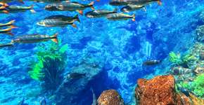 Foto: (Divulgação)