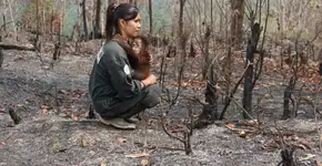 Produção do óleo de palma coloca orangotangos em risco