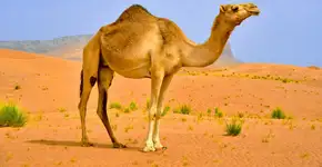 Camelos: 8 curiosidades sobre esses animais do deserto 
