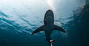 Momento de terror nas ondas: tubarão ataca surfista e parte sua prancha ao meio