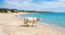 Featured side: A praia que todos sonham visitar, nela você pode nadar ao lado de vacas