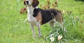Beagle harrier: conheça as características dessa raça de cachorro 