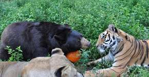 Foto: (Imagem sem texto alternativo disponivel ID [1866707])