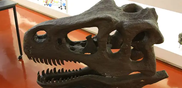 Museu de Geociências da USP