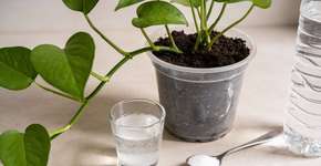 Foto: (Imagem sem texto alternativo disponivel ID [2678211])